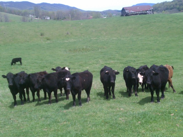 The Cows 3